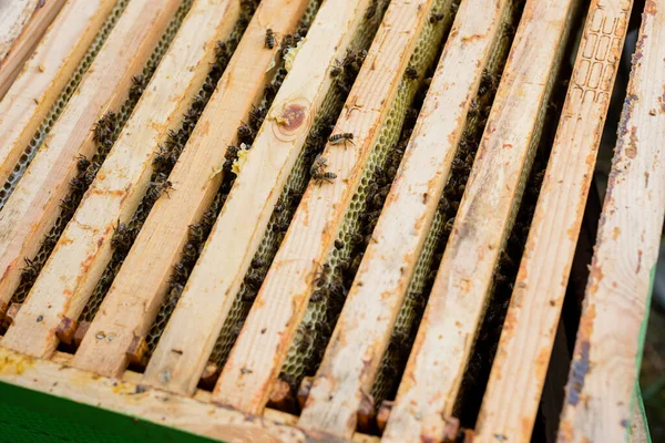 Top view of wooden honeycomb frames with bees in beehive — Stock Photo