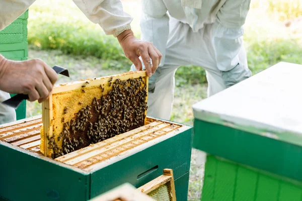 Ausgeschnittene Ansicht von Imkern, die Wabenrahmen am Bienenhaus inspizieren — Stockfoto