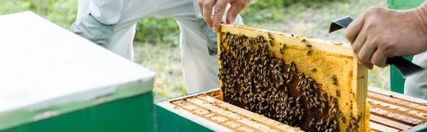 Vue partielle de l'apiculteur tenant un cadre en nid d'abeille près d'un collègue flou, bannière — Photo de stock