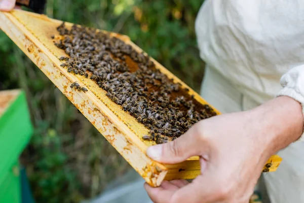 Cadre en nid d'abeilles avec des abeilles en main du maître des abeilles cultivées sur fond flou — Photo de stock