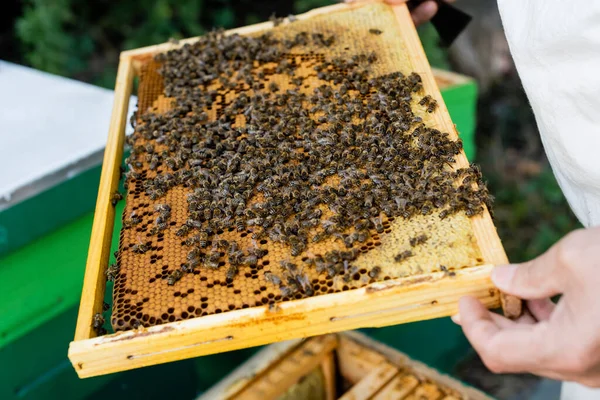 Cropped view of apiarist with honeycomb frame on apiary — Stock Photo