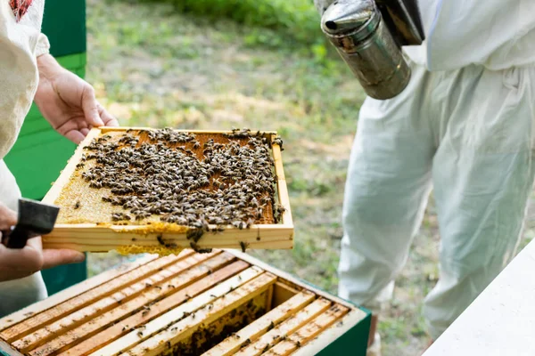 Vista parcial de apicultores con marco de panal y fumador de abejas en colmenar - foto de stock