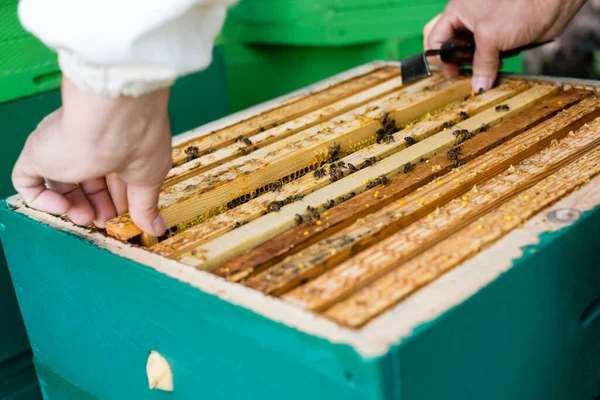 Partial view of beekeeper inspecting honeycomb frame with bees on apiary — Stock Photo