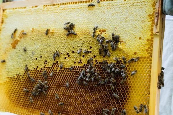 Nahaufnahme von Bienen auf Wabenrahmen mit Honig — Stockfoto