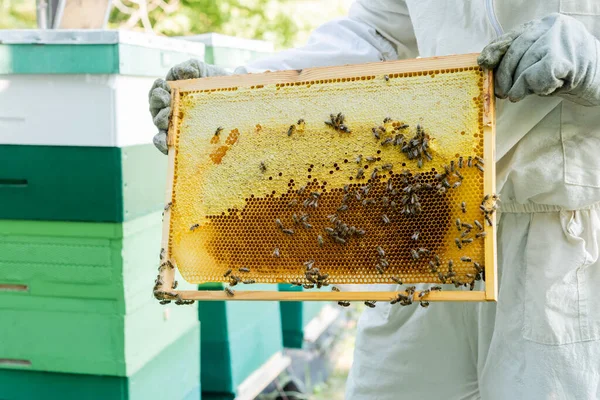 Cropped view of bee master with honeycomb frame near blurred beehives on apiary — Stock Photo