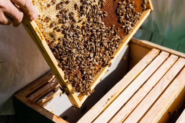 Vue recadrée d'un apiculteur tenant un cadre en nid d'abeille près d'une ruche dans un rucher — Photo de stock