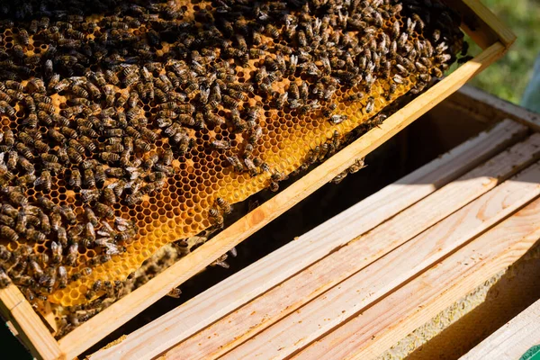 Honeycomb frame with bees and honey on apiary — Stock Photo