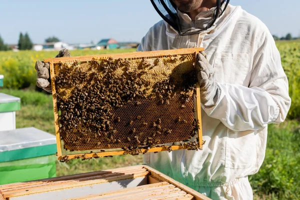 Ausgeschnittene Ansicht eines Imkers in Schutzanzug und Handschuhen, der einen Wabenrahmen mit Bienen am Bienenstock hält — Stockfoto