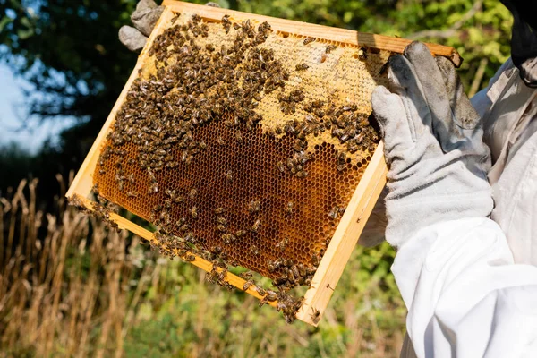 Partial view of apiarist holding frame with bees on honeycomb outdoors — Stock Photo