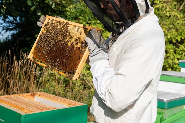 Apiculturist in safety suit and gloves holding honeycomb frame on apiary — Stock Photo