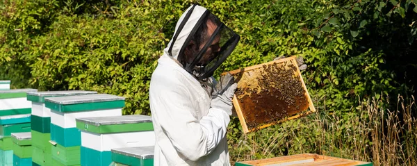 Пасічник в захисному обладнанні, що тримає раму з бджолами біля вуликів, банер — стокове фото