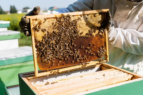 Cropped view of apiarist in protective gloves holding honeycomb frame near beehive — Stock Photo