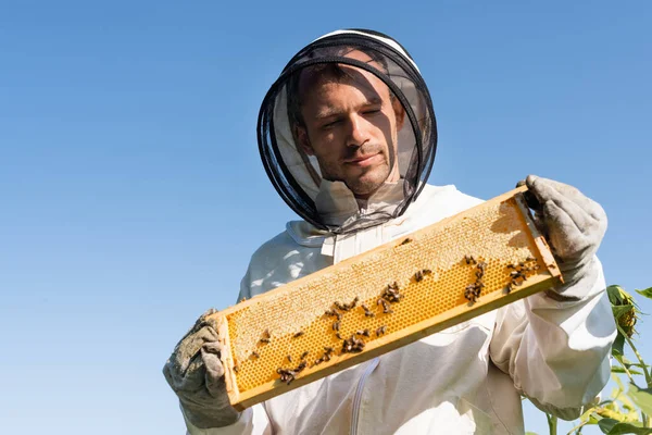 Низький кут зору бджоляра в захисному костюмі, що тримає раму з бджолами на фоні блакитного неба — стокове фото