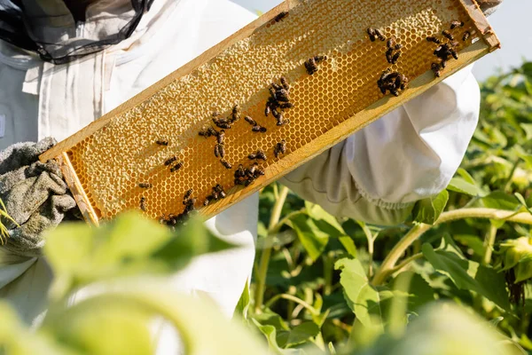 Vue partielle du cadre de maintien des ruchers avec rayons de miel et abeilles au premier plan flou — Photo de stock