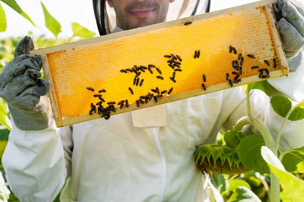 Cropped view of smiling apiarist holding honeycomb frame with bees near sunflowers — Stock Photo