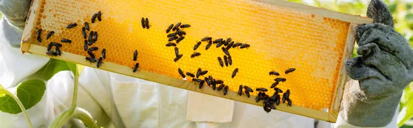 Partial view of beekeeper holding honeycomb frame with bees, banner — Stock Photo