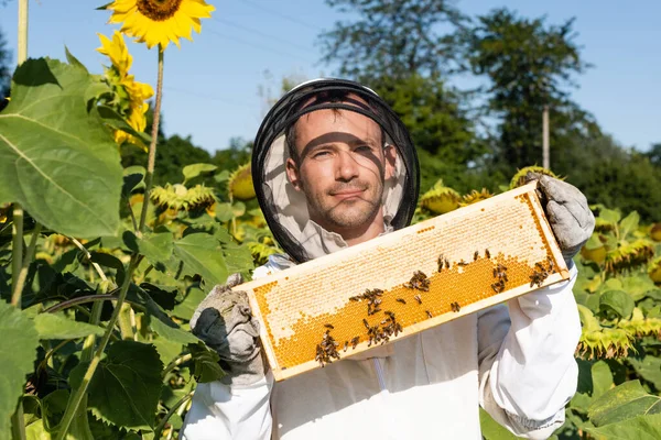 Pleased beekeeper showing honeycomb with bees while standing in blossoming sunflowers field — Stock Photo