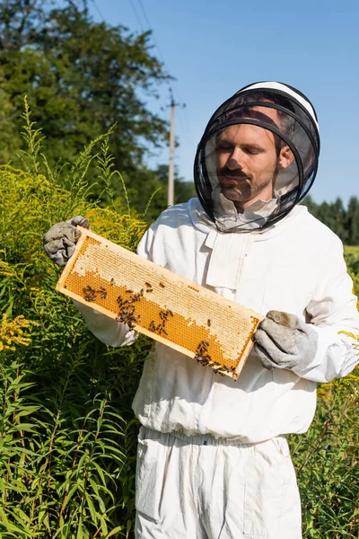 Beekeeper holding honeycomb frame with bees in field with blossoming plants — Stock Photo