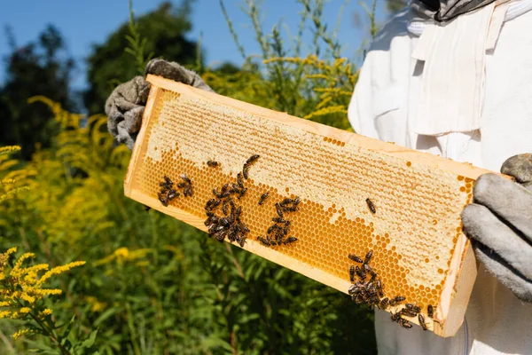 Vista recortada del apicultor que sostiene el marco del panal con abejas en el campo de floración - foto de stock