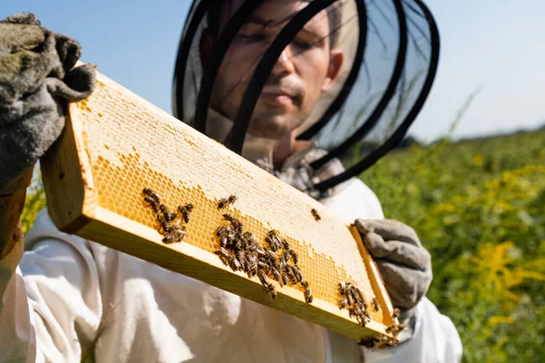 Selektiver Fokus der Bienenwaben mit Bienen in den Händen eines verschwommenen Imkers im Freien — Stockfoto