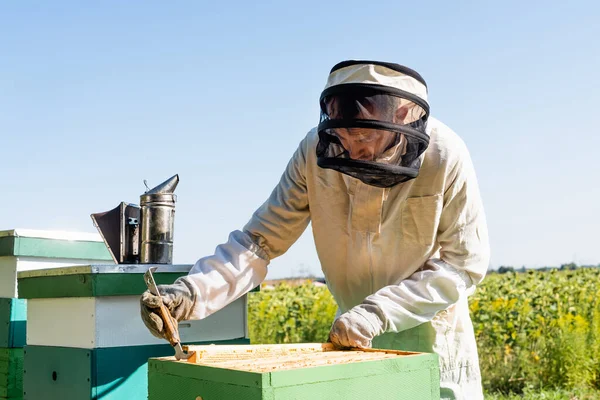 Apicoltore estrazione struttura a nido d'ape da alveare su apiario — Foto stock