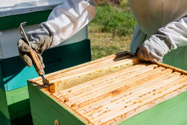 Visão parcial do mestre abelha inspecionando quadros de favo de mel enquanto trabalhava no apiário — Fotografia de Stock