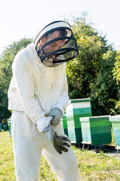 Апріор у костюмі для бджільництва надягаючи захисні рукавички на пасіку — стокове фото