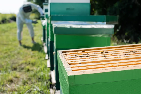 Selektiver Fokus der Honigbienen auf Bienenstöcke in der Nähe verschwommener Imker, die an der Imkerei arbeiten — Stockfoto