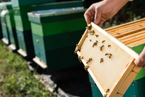 Vista recortada del maestro de la abeja con marco de panal cerca de colmenas borrosas - foto de stock