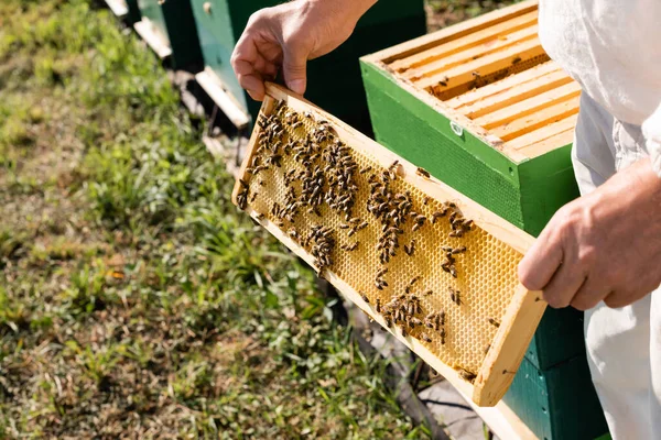 Vue partielle de l'apiculteur avec cadre en nid d'abeille et abeilles sur rucher — Photo de stock