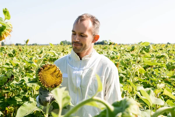 Улыбающийся пчеловод в защитном костюме смотрит на подсолнух в поле — стоковое фото