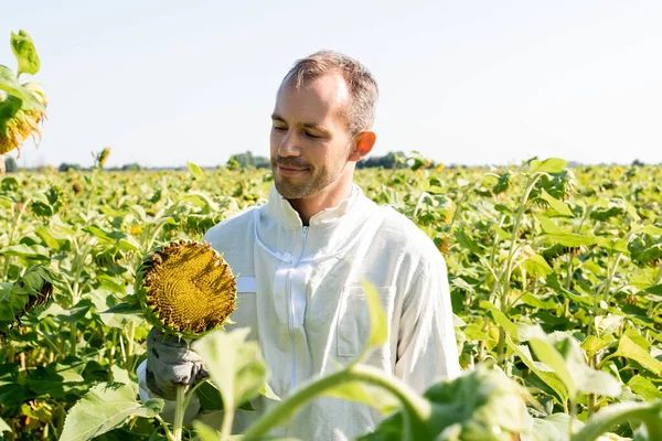 Apicoltore sorridente in tuta protettiva guardando girasole in campo — Stock Photo