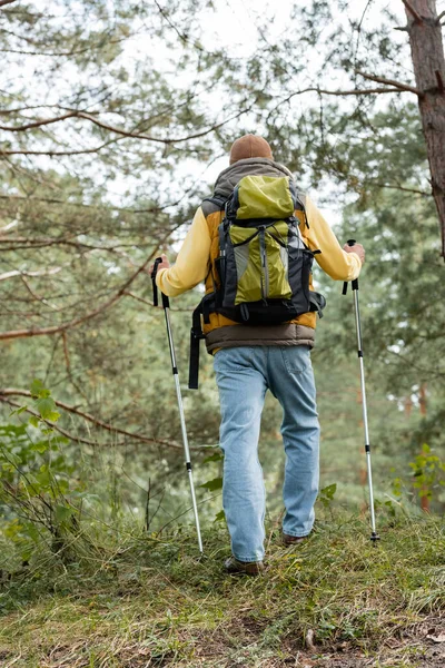 Вид сзади человека с рюкзаком и походными палками, идущего по лесу — стоковое фото