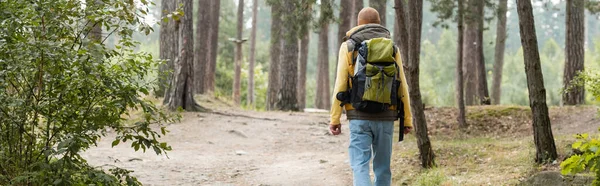Vue arrière du randonneur avec sac à dos marchant en forêt, bannière — Photo de stock