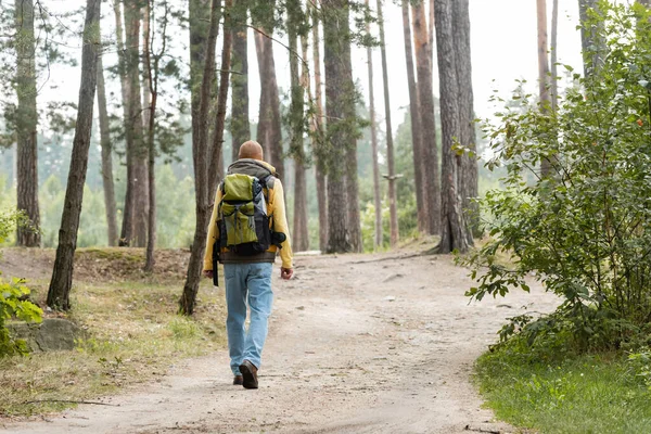 Назад вид туриста с рюкзаком прогулки по тропе в лесу — стоковое фото