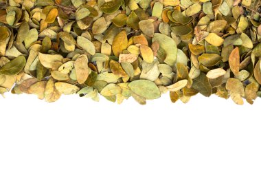 Beyaz arka plan üzerinde yağmur ağacının yaprakları kuru.