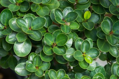 Ficusannulata blume yakın çekim