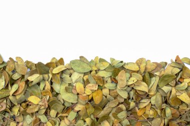 Beyaz arka plan üzerinde yağmur ağacının yaprakları kuru.