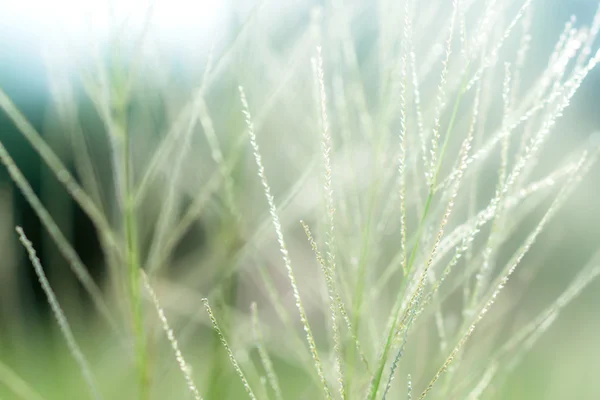 Rozostření květ trávy se světlem. ze zaměření obrazu. — Stock fotografie