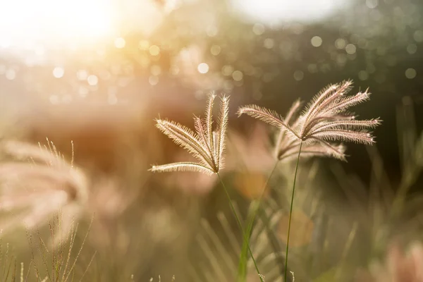 Herbe de fleurs avec lumière du soleil . — Photo