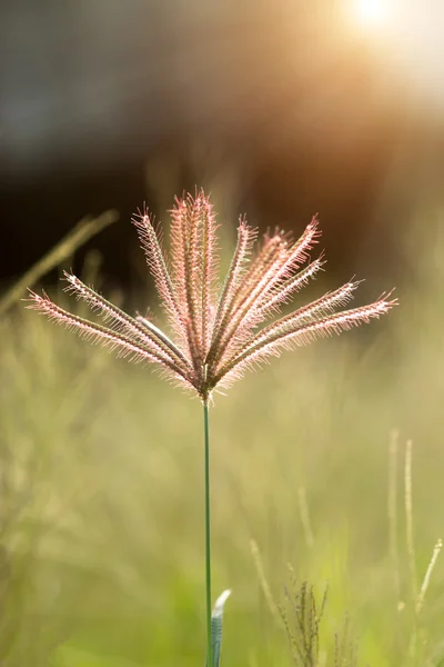 Gros plan de l'herbe florale avec lumière . — Photo
