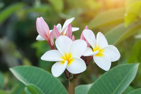 Ağaçta Frangipani çiçeği. — Stok fotoğraf