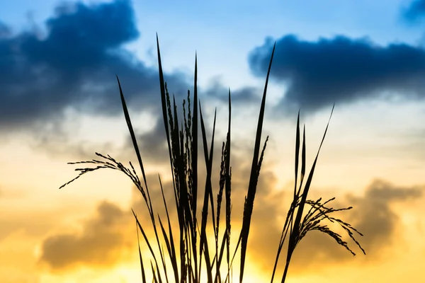 Silhuetas de planta de arroz ao pôr-do-sol . — Fotografia de Stock