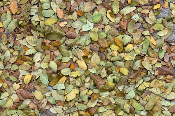 Сухие листья дождя для использования в качестве удобрения . — стоковое фото