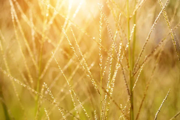 Hierba de flores con luz solar. imagen fuera de foco . — Foto de Stock