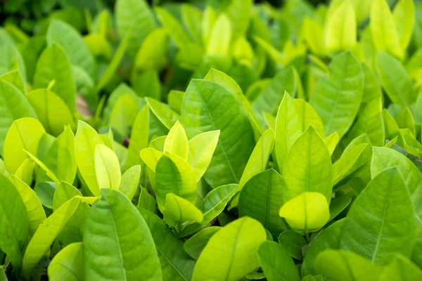 Grünes Blatt Hintergrund. — Stockfoto