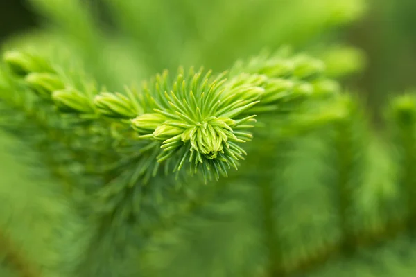 Macro as folhas de Norfolk Island Pine . — Fotografia de Stock