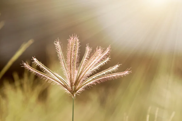 Bliska kwiat trawy światłem. — Zdjęcie stockowe