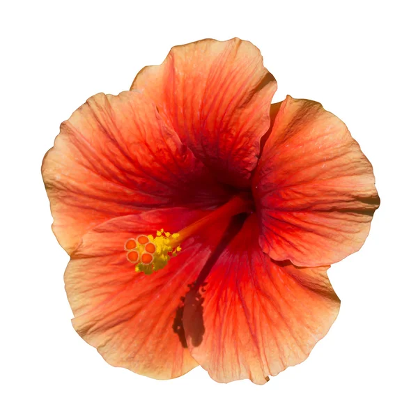 Une fleur d'hibiscus orange foncé . — Photo