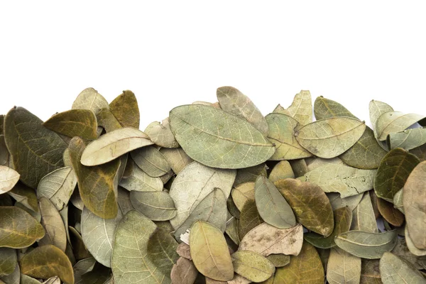 Dry leaves of the rain tree For use as fertilizer. — Stock Photo, Image